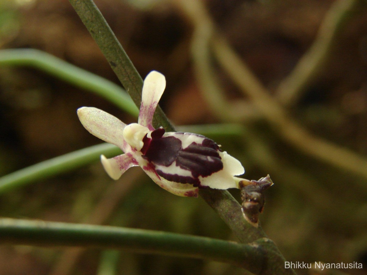 Luisia tenuifolia Blume